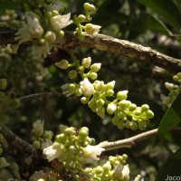 Lepisanthes tetraphylla var. tetraphylla (Vahl) Radlk.